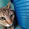 CHOUPIE QCT