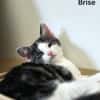 Brise