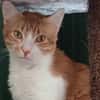 GARFIELD (réservé)