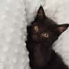 NAPLE