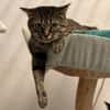 MOMICHAT