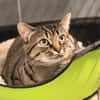 MOMICHAT