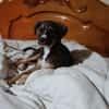 ZANAH