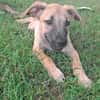 PRINCESSE , chiot femelle Berger Créole  La mignonne !