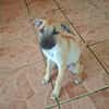 PRINCESSE , chiot femelle Berger Créole  La mignonne !