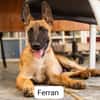 FERRAN (LOS REYES)