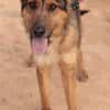 BALTO (Maria)