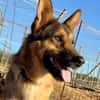 BALTO (Maria)