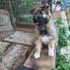 MYSTIE, CHIOT FEMELLE CROISÉ BORDER GRIFFON