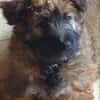 MYSTIE, CHIOT FEMELLE CROISÉ BORDER GRIFFON