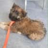 MYSTIE, CHIOT FEMELLE CROISÉ BORDER GRIFFON