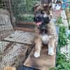 MYSTIE, CHIOT FEMELLE CROISÉ BORDER GRIFFON