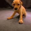 ASLAN