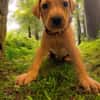 ASLAN