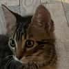 PORTHOS