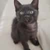 BAGHEERA