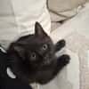 BAGHEERA