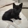BAGHEERA