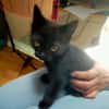PEPPER