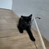 REGLISSE