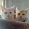 PUNCKY et ROCKY