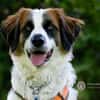 Orange sucht neues Zuhause