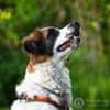 Orange sucht neues Zuhause