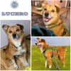 Lucero ° ein leuchtender Stern sucht sein Zuhause