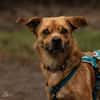 Liebenswerter Lollo sucht Zuhause