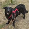 MELIOR ° Hundemann mit Lakritzoptik