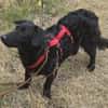 MELIOR ° Hundemann mit Lakritzoptik