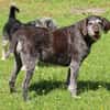 Gera liebt Menschen, Hunde und Katzen