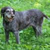 Gera liebt Menschen, Hunde und Katzen