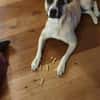 RAMI, klug und lieb sucht neues zu Hause