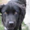 Negra - liebenswertes Hundemädchen