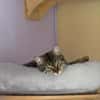 Mercy sucht ein liebevolles Zuhause