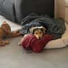Buzz sucht ein geduldiges Zuhause