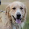 Jazz - kinderlieber Familienhund