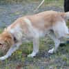 Jazz - kinderlieber Familienhund