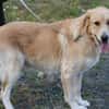 Jazz - kinderlieber Familienhund