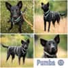 PUMBA * gelehriger aktiver Sportstyp