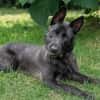 Schnauzermixmädchen Maya sucht eine nette Familie