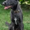 Schnauzermixmädchen Maya sucht eine nette Familie