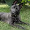 Schnauzermixmädchen Maya sucht eine nette Familie