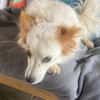 CHERRY ruhige, verspielte Sheltiemixhündin