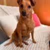 Dolly sucht ihre Menschen