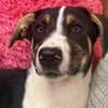 Bonnie sucht ein ruhiges, erfahrenes Zuhause
