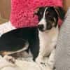 Bonnie sucht ein ruhiges, erfahrenes Zuhause