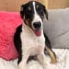 Bonnie sucht ein ruhiges, erfahrenes Zuhause