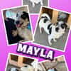 menschenbezogene Mayla auf PS in 92262